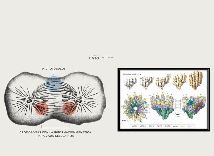 FIRST ATOMIC-SCALE MOVIE OF MICROTUBULES UNDER CONSTRUCTION, A KEY PROCESS FOR CELL DIVISION | At the EM01-Cryo-TEM, JEMCA