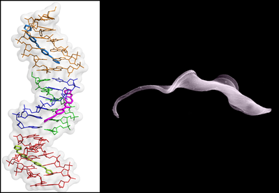 IM-DNA+3drugs_Trypanosoma brucei