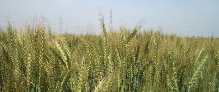 IM-wheat