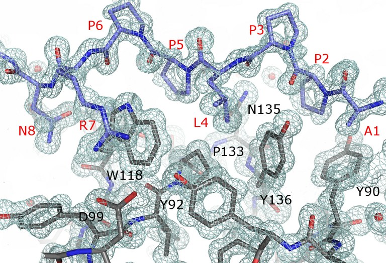First atomic-resolution protein structures solved in ALBA