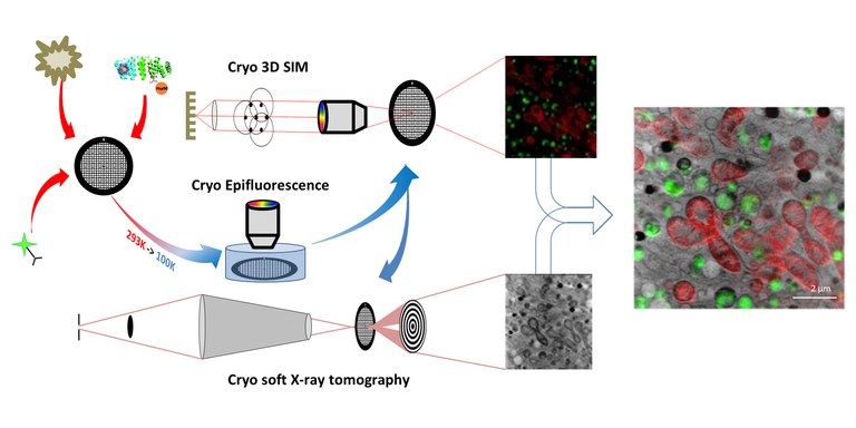 Enfoque en condiciones criogénicas de luz fluorescente correlativa tridimensional y de tomografía de rayos X blandos (CLXT): microscopía de iluminación estructurada tridimensional (cryo-3D-SIM) y tomografía de rayos X blandos (cryo-SXT) en condiciones criogénicas.